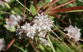 Attēlu rezultāti vaicājumam “Cuscuta epithymum subsp. trifolii flower”