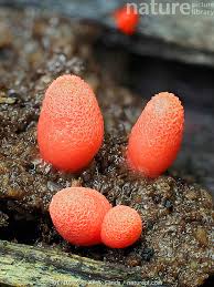 Attēlu rezultāti vaicājumam “Lycogala conicum”