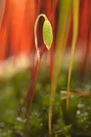 Attēlu rezultāti vaicājumam “Amblystegium serpens”