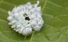 Attēlu rezultāti vaicājumam “Eriocampa ovata larva”