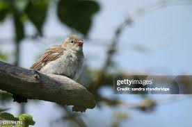 Attēlu rezultāti vaicājumam “Passer domesticus juvenile”
