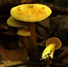 Attēlu rezultāti vaicājumam “Physarum sulphureum macro”