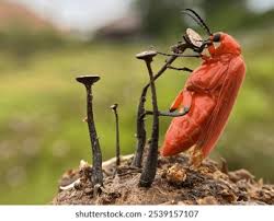 Attēlu rezultāti vaicājumam “Pyrochroidae”