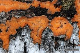 Attēlu rezultāti vaicājumam “Phlebia radiata”