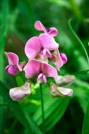 Attēlu rezultāti vaicājumam “Lathyrus sylvestris leaf”