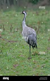 Attēlu rezultāti vaicājumam “Grus grus adult”