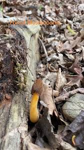 Attēlu rezultāti vaicājumam “Verpa bohemica”