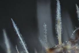 Attēlu rezultāti vaicājumam “Tilachlidium brachiatum”