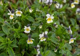 Attēlu rezultāti vaicājumam “Viola arvensis”