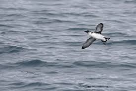 Image result for Synthliboramphus antiquus