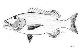 Image result for Petrus rupestris