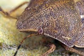 Attēlu rezultāti vaicājumam “Eurygaster testudinaria imago”