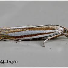 Attēlu rezultāti vaicājumam “Crambus pratella”