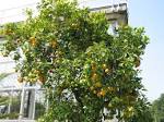File:<b>Citrus sinensis</b> JPG01.jpg