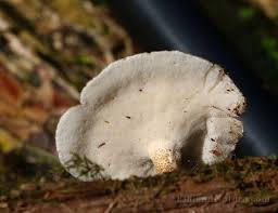Attēlu rezultāti vaicājumam “Polyporus ciliatus”
