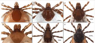 Attēlu rezultāti vaicājumam “Ixodes”