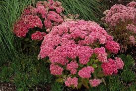 Attēlu rezultāti vaicājumam “Sedum pallidum bud”