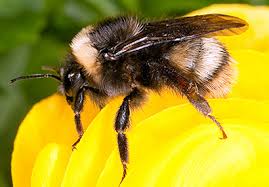 Attēlu rezultāti vaicājumam “Bombus”