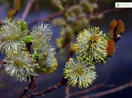 Attēlu rezultāti vaicājumam “Salix aurita bud”
