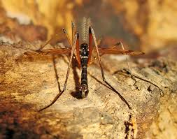 Attēlu rezultāti vaicājumam “Dictenidia bimaculata male”