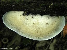 Attēlu rezultāti vaicājumam “Postia caesia”