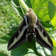 Attēlu rezultāti vaicājumam “Hyles gallii imago”