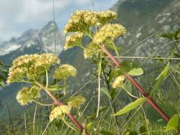 Attēlu rezultāti vaicājumam “Hylotelephium maximum flower”