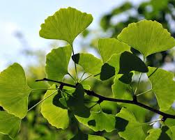 Attēlu rezultāti vaicājumam “Ginkgo biloba leaf”