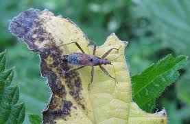 Attēlu rezultāti vaicājumam “Himacerus apterus”