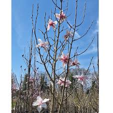 Attēlu rezultāti vaicājumam “Magnolia cylindrica flower”