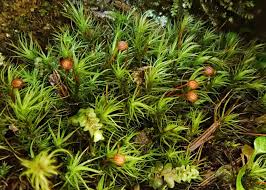 Attēlu rezultāti vaicājumam “Bartramia pomiformis sporophyte”