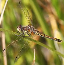 Attēlu rezultāti vaicājumam “Sympetrum danae”