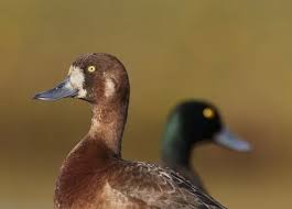 Image result for Aythya marila