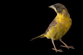 Image result for Emberiza melanocephala