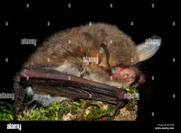 Attēlu rezultāti vaicājumam “Myotis nattereri”