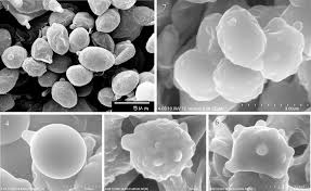 Attēlu rezultāti vaicājumam “Comatricha fragilis spores”