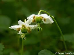 Attēlu rezultāti vaicājumam “Moneses uniflora bud”