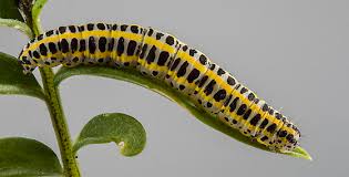 Attēlu rezultāti vaicājumam “Calophasia lunula”