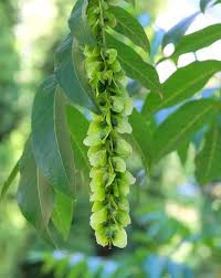 Attēlu rezultāti vaicājumam “Pterocarya fraxinifolia flower”