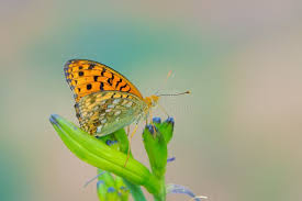Attēlu rezultāti vaicājumam “Argynnis laodice female”