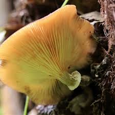 Attēlu rezultāti vaicājumam “Armillaria sp.”
