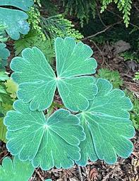 Attēlu rezultāti vaicājumam “Aquilegia vulgaris leaf”