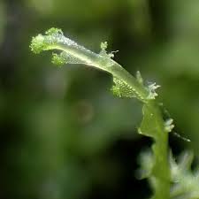 Attēlu rezultāti vaicājumam “Calypogeia sphagnicola”