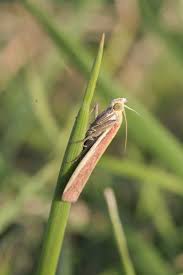 Attēlu rezultāti vaicājumam “Oncocera semirubella”