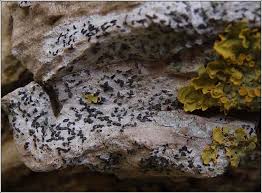 Attēlu rezultāti vaicājumam “Alyxoria varia”