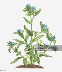 Attēlu rezultāti vaicājumam “Anchusa arvensis leaf”