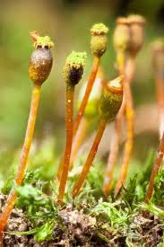 Attēlu rezultāti vaicājumam “Bryum caespiticium sporophyte”