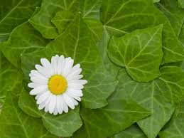 Attēlu rezultāti vaicājumam “Leucanthemum vulgare leaf”