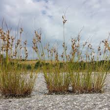 Attēlu rezultāti vaicājumam “Juncus stygius”