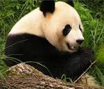 Ten Most Endangered Animals